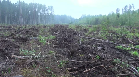 Destroyed forest Stock Footage 47654775