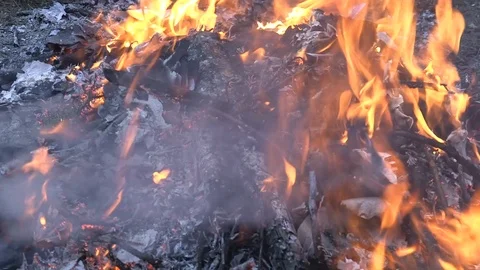 Destroyed Forest Grounds Burning 库存影片 113488580