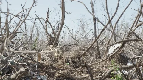 Destroyed forest land in Jamaica Stock Footage 340820864