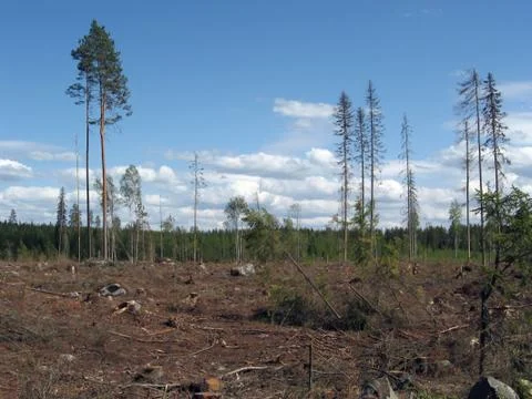 Destroyed forest Stock Photos