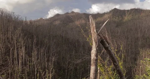 Destroyed houses Category 5 hurricane that devastated Dominica Stock Footage 105435853