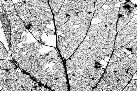 Destroyed leaf network structure texture black and white Stock Photos