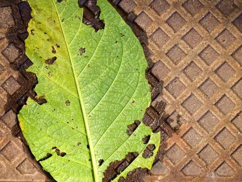 Destroyed nature Stock Photos