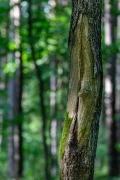 Destroyed oak tree bark. Old oak trunk damage. Stock Photos
