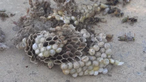 Destroyed paper wasp nest with visible comb cells larvae caps and dead inse.. Stock Footage 344684849