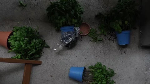 Destroyed plants lying on the balcony floor after a heavy storm with wind, overh Stock Footage 283495896
