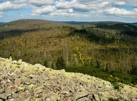 Destroyed spruce forest Stock-Fotos