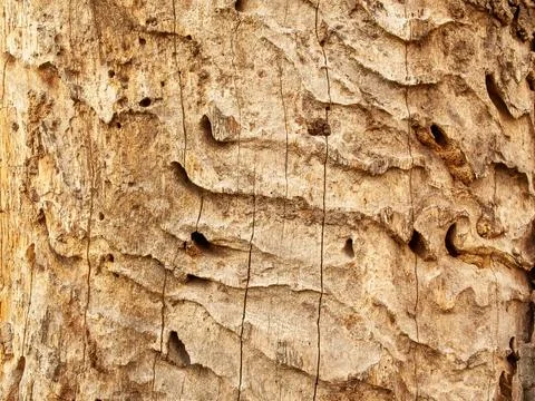 Destroyed tree bark by bark beetle insect Stock-Fotos