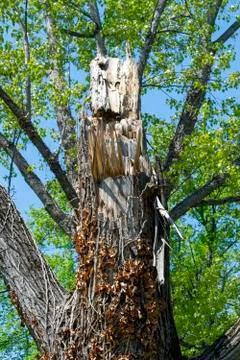 Destroyed tree in the forest, green background Stock Photos