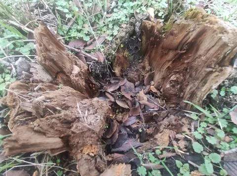 Destroyed tree stump Fotos de archivo