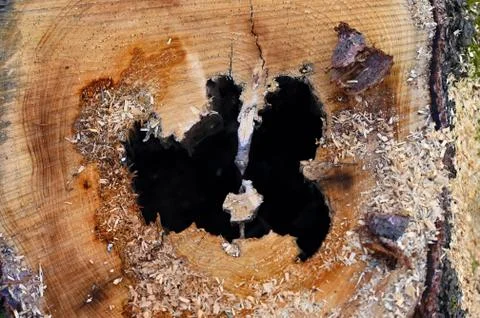 Destroyed tree trunk. Bark beetle attacked the forest. Stock Photos