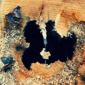 Destroyed tree trunk. Bark beetle attacked the forest. Stock Photos