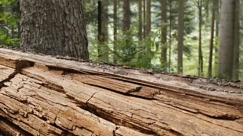 A destroyed tree trunk in the spruce forest Stock Photos