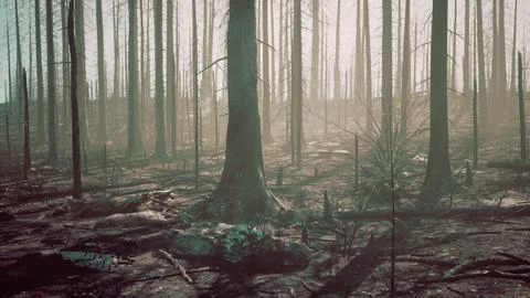 Destroyed tropical rainforest in Amazonia Stock Illustration