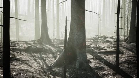 Destroyed tropical rainforest in Amazonia Stock Illustration