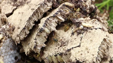 Destroyed wasp nest 2 Stock Footage 43066592