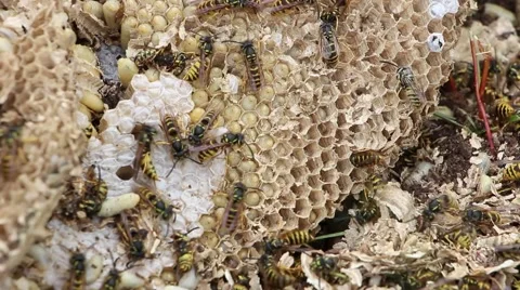 Destroyed wasp nest  3 Stock Footage 43066814