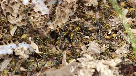 Destroyed wasp nest  4 Stock Footage 43066991