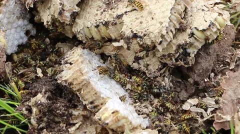 Destroyed wasp nest Stock Footage 43067181