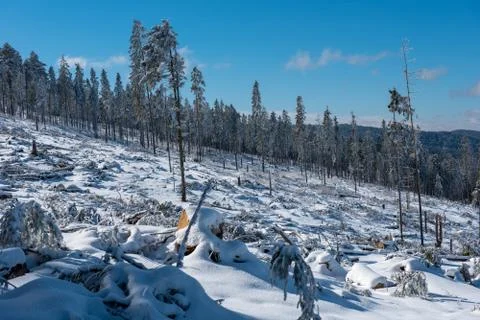 Destroyed winter forest by storm Stock Photos