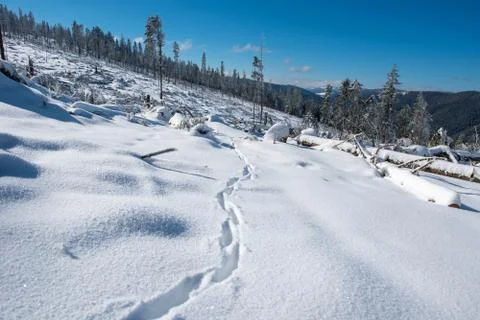 Destroyed winter forest by storm Stock Photos
