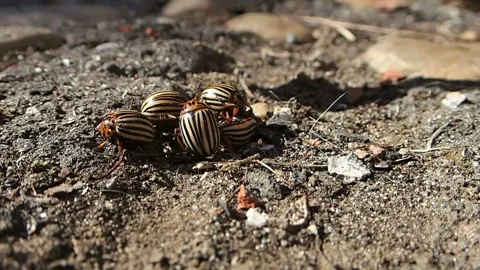 Destroying colorado beetles Stock Footage 116864661