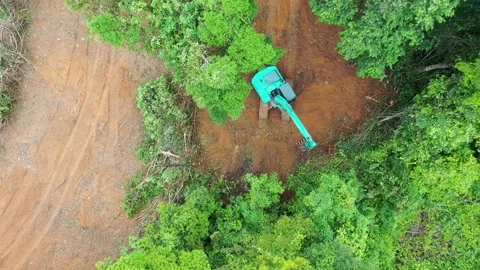 Destroying rainforest Video stock 131417244