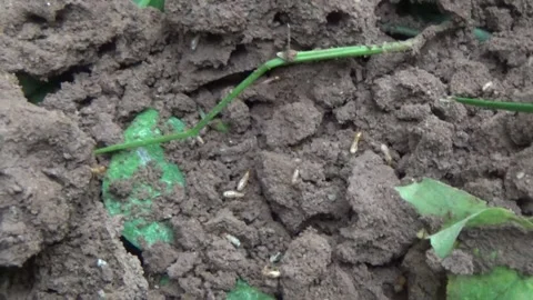Destroying termite nests in the ground Stock Footage 332283837