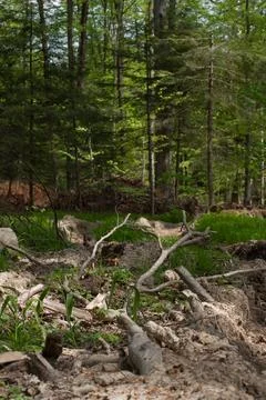 Destruction, deforestation, harm to the environment. Stock Photos