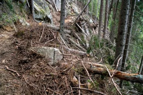 Destruction of forest after avalanche Stock Photos