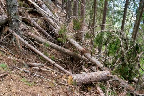 Destruction of forest after avalanche Stock Photos