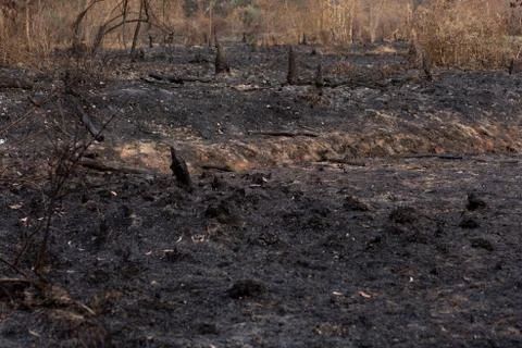 Destruction of forest fires Stock Photos