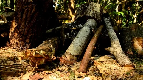 The destruction of forests. Collapsed trees in the forest. 84 Stock Footage 92730022