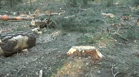 Destruction of a green forest by the logging industry Stock Footage 39033994