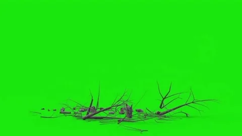 Destruction of a Leafless Tree on Green Screen Vídeo Stock 333422276