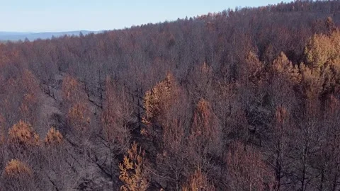 The destruction of nature caused by a wildfire in a pine forest ecological .. Stock-Footage 314596691