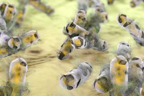 Destruction of tuberculosis bacteria, illustration Stock Illustration