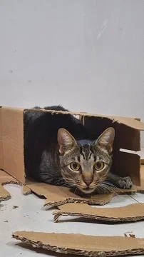 Destructive cat Stock Photos