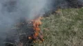 Destructive Fire In Dry Agriculture Field in Drought Season, Hot Summer, No Rain HD Footage