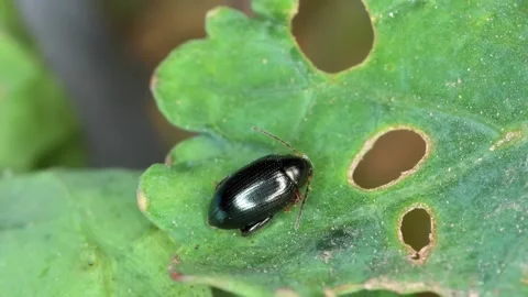 Destructive insects eat away at plants creating leaf discoloration. Stock Footage 274493281