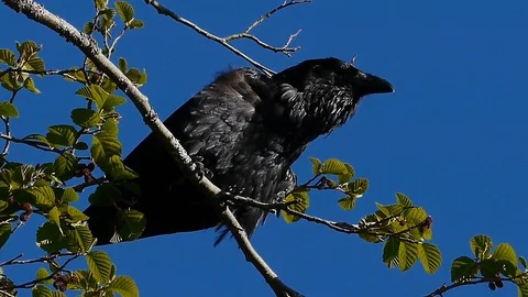 A destructive raven calling and then breaking a branch with his beak Stock Footage 88488487