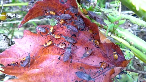 Destructive Squash Bugs congregating on a dead leaf in autumn, 4k Stock Footage 345990284