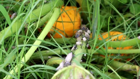 Destructive Squash Bugs crawling in the garden, feeding and mating, 4k 動画素材 336796854