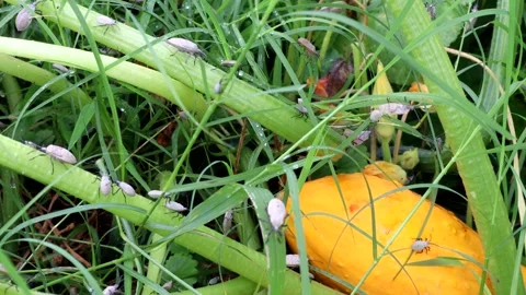 Destructive Squash Bugs crawling on vines in the garden, 4k 動画素材 337204600