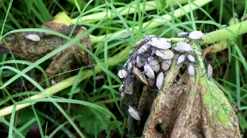 Destructive Squash Bugs in the garden, 4K Stock Footage 158515141