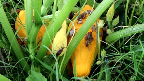 Destructive Squash Bugs in the garden, 4K Stock Footage 158515173