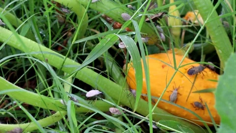 Destructive Squash Bugs on summer squash plants in the garden , 4k Stock Footage 336796845
