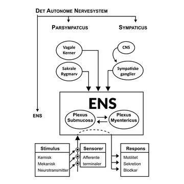Det Autonome Nervesystem explained chart vector illustration Stock Illustration