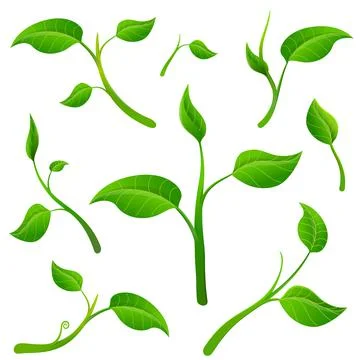 Detached twigs with leaves Stock Illustration