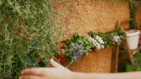 Detail about the pruning. Video about green thumb, love of nature, hobby and lei Stock Footage 60404348
